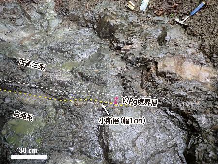 　北海道浦幌町で発見された、約６６００万年前に小惑星が衝突した影響を示す地層の一部（研究チーム提供）