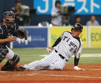 4回、藤井彰の右犠飛で生還する阪神・福留。捕手・谷繁(撮影・田中太一)