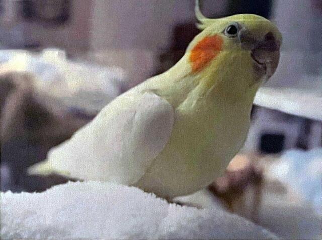 　筆者の自宅に投函されていた迷子鳥のポスターにあった写真