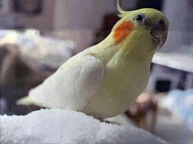 　筆者の自宅に投函されていた迷子鳥のポスターにあった写真