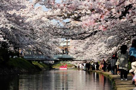 　春の松川は４６０本の桜が圧巻で観光客が押し寄せる