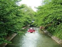 　松川クルーズでは夏の緑のトンネルを赤い遊覧船「神通」がゆっくりとくぐっていく