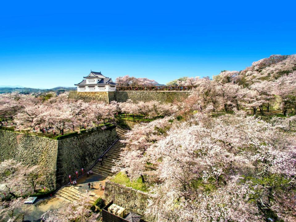 　桜が満開の鶴山公園（提供・津山市観光協会）