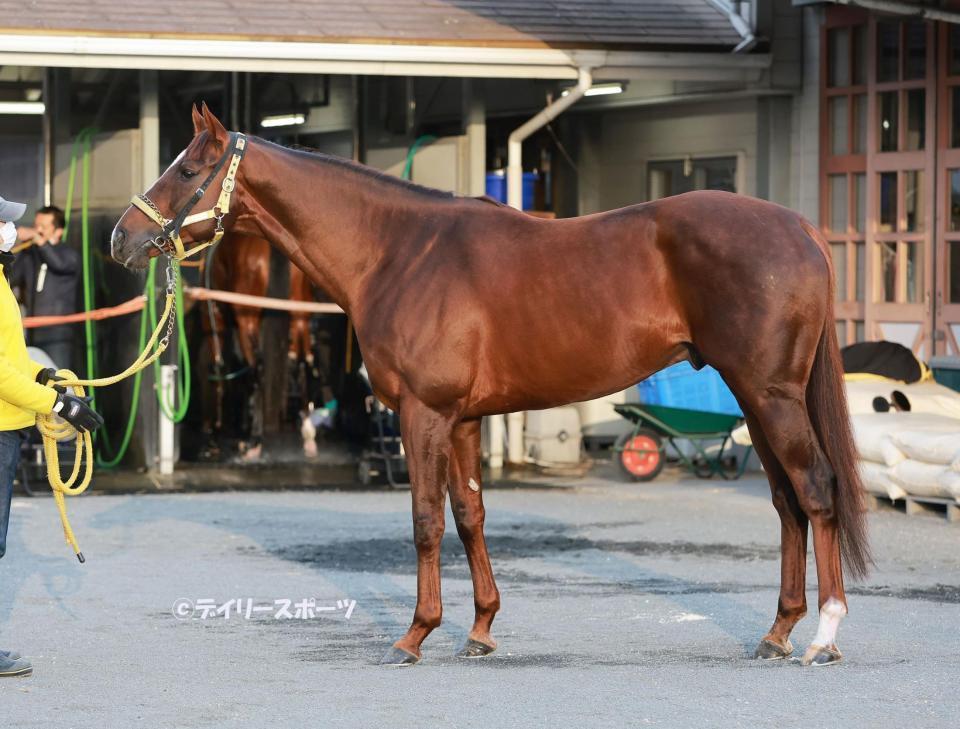 メイショウハリオ　評価Ｂ