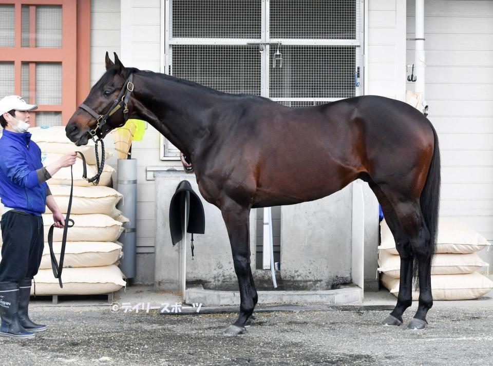 ソリストサンダー　評価Ｃ