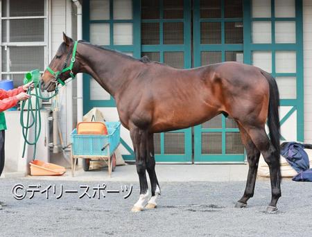 ピクシーナイト　評価Ｂ