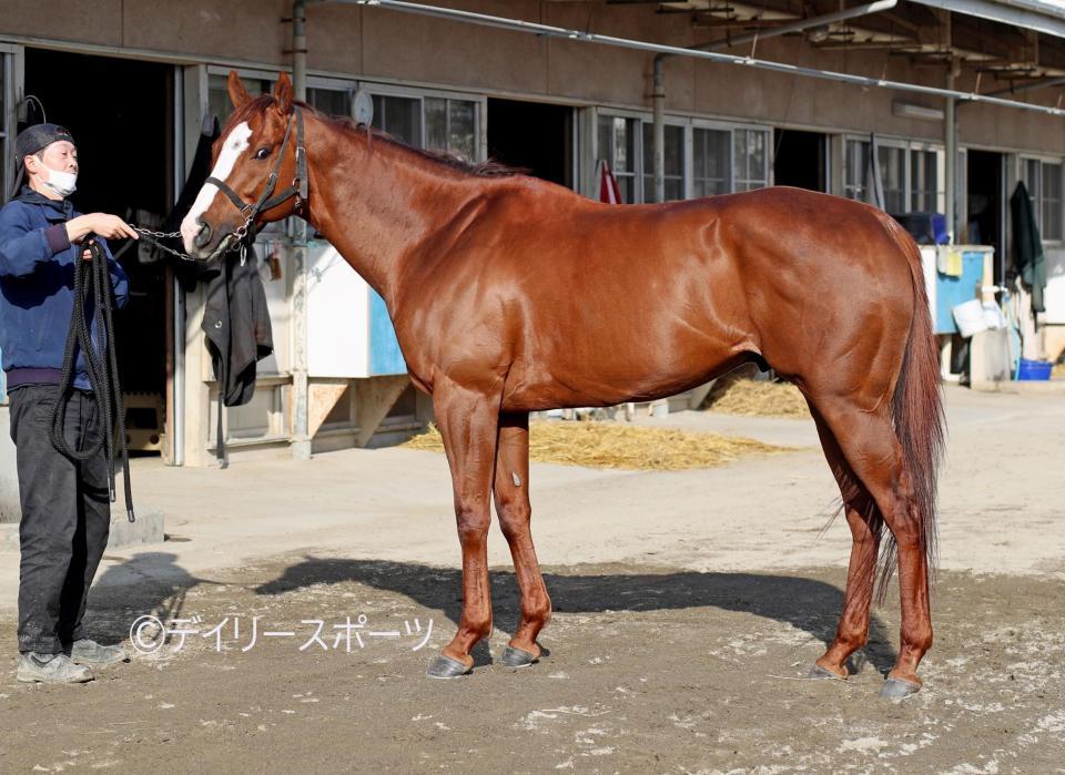 ナランフレグ　評価Ｃ