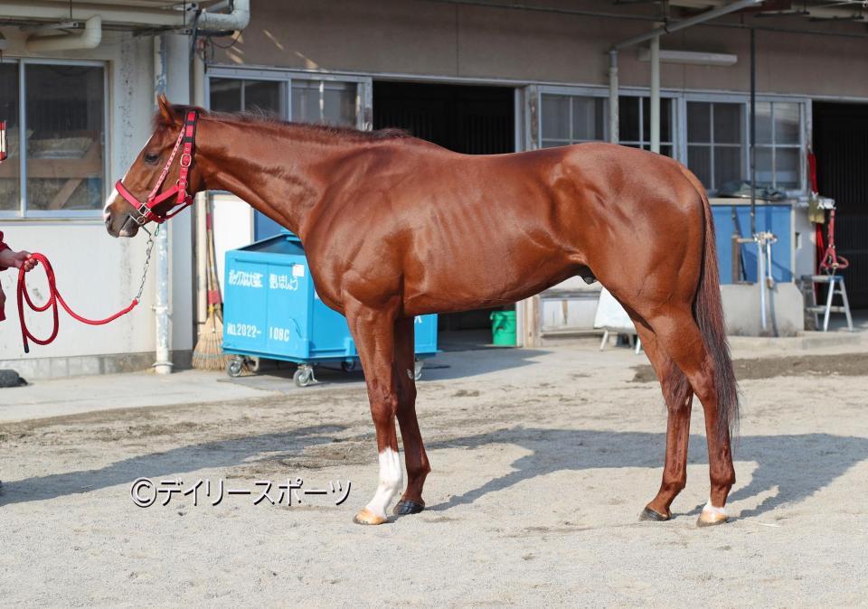 ウインマーベル　評価Ｂ