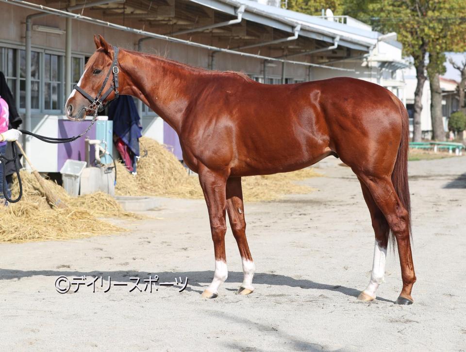 トウシンマカオ　評価Ｂ