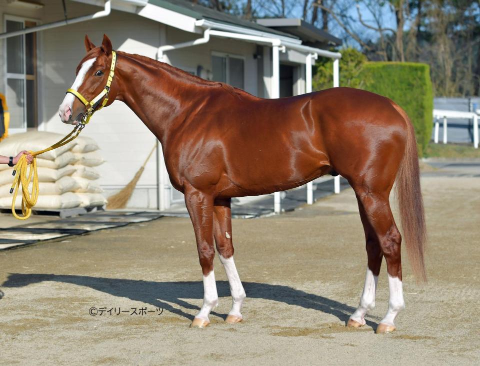 ジャックドール　評価Ａ