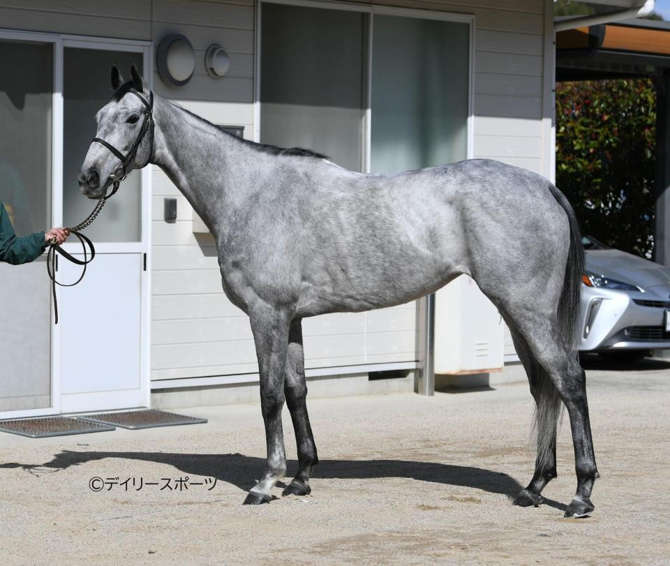 マリアエレーナ　評価Ｂ