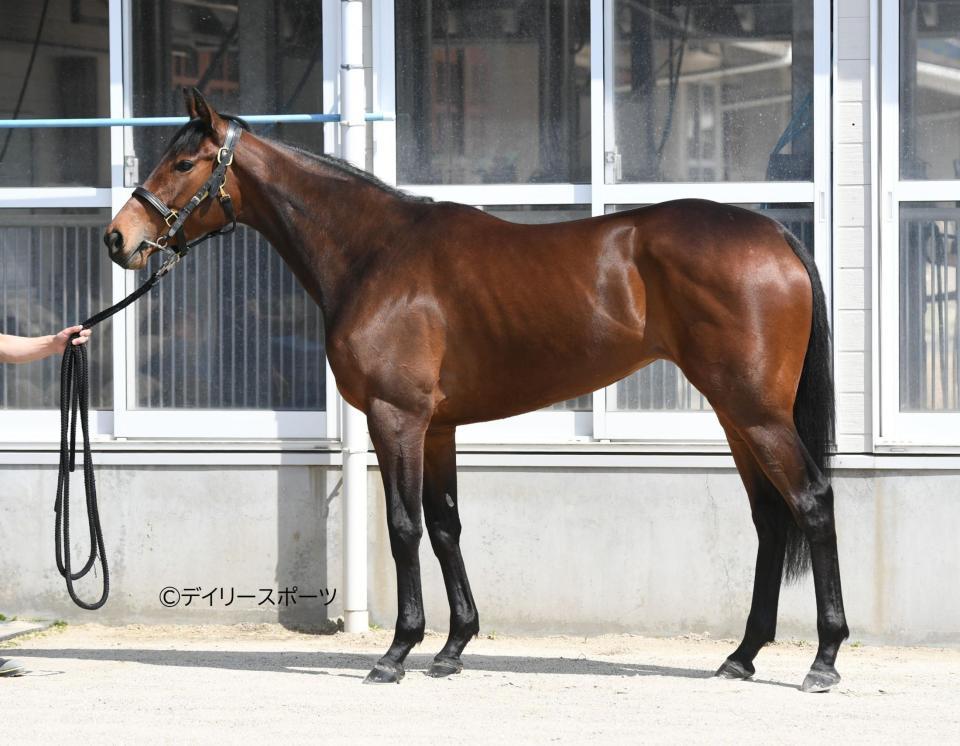 ドゥアイズ　評価Ｂ