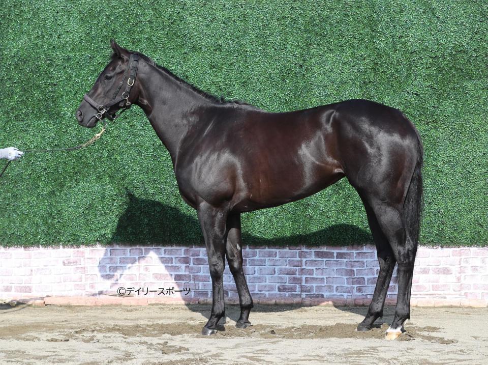 ペリファーニア　評価Ｂ