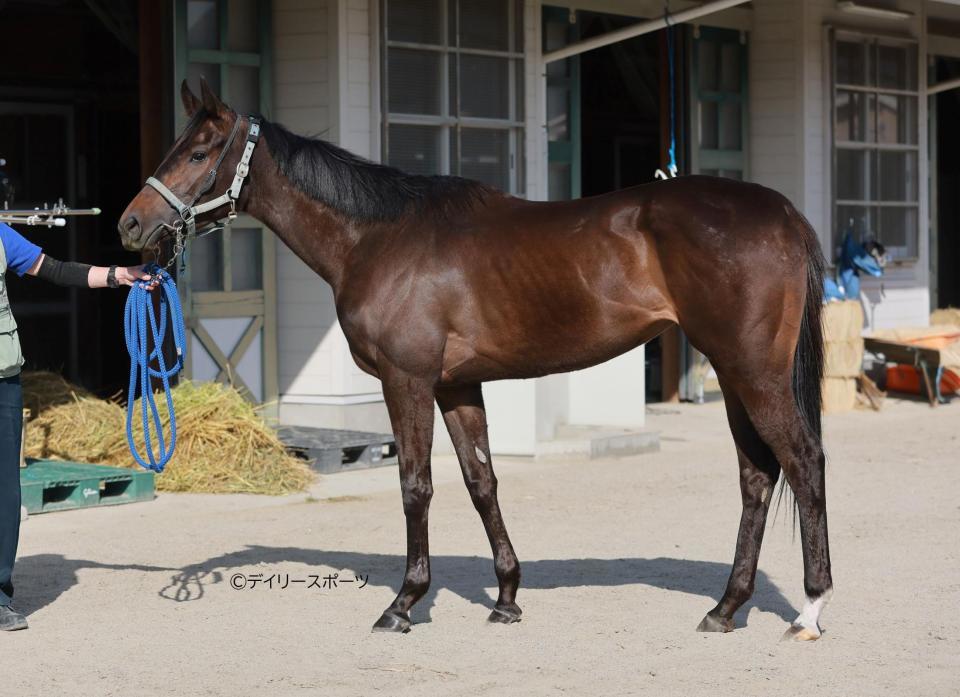 トーセンローリエ　評価Ｃ