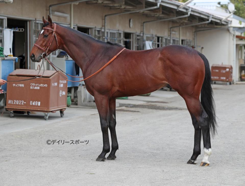 タスティエーラ　評価Ａ