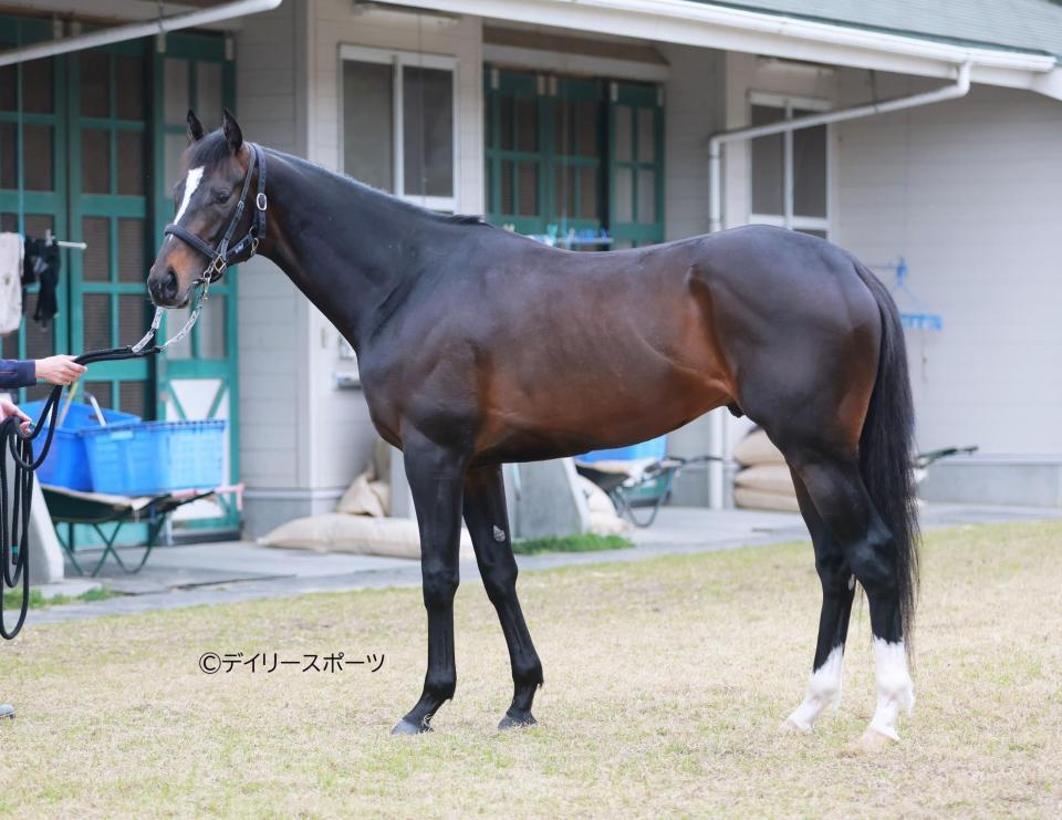 ショウマンバシット　評価Ｂ