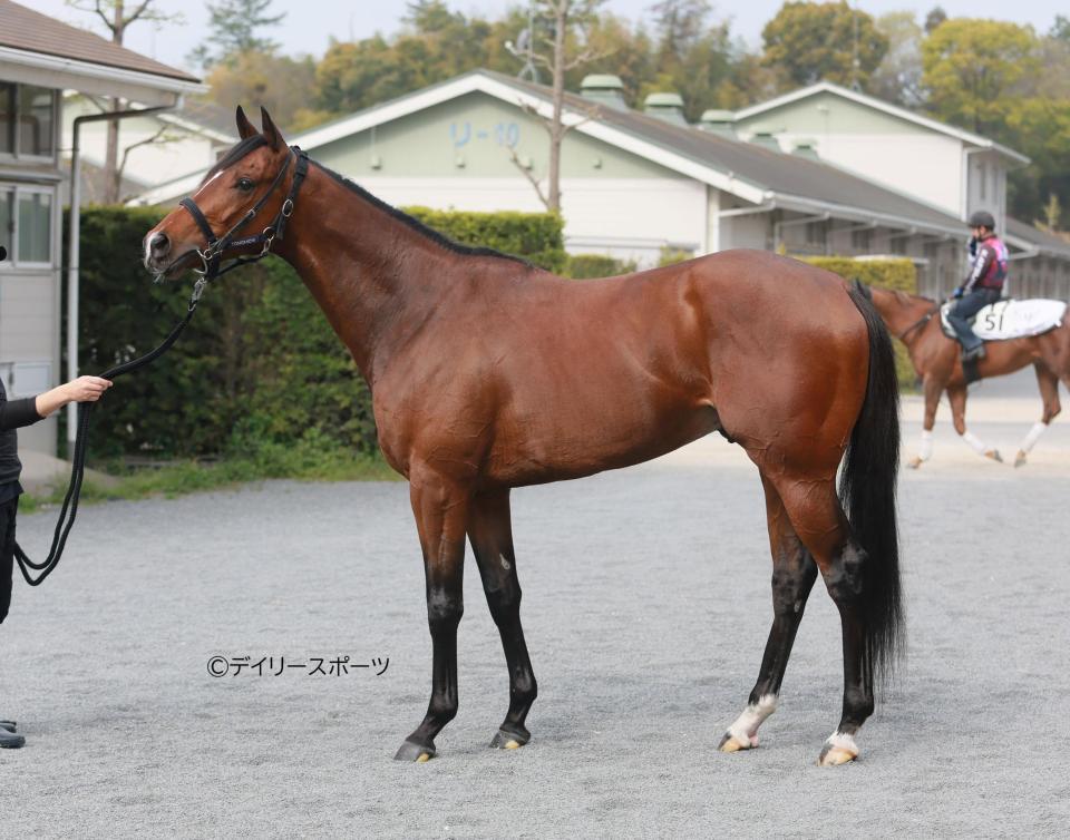 シャザーン　評価Ｃ