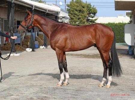 アスクビクターモア　評価Ａ