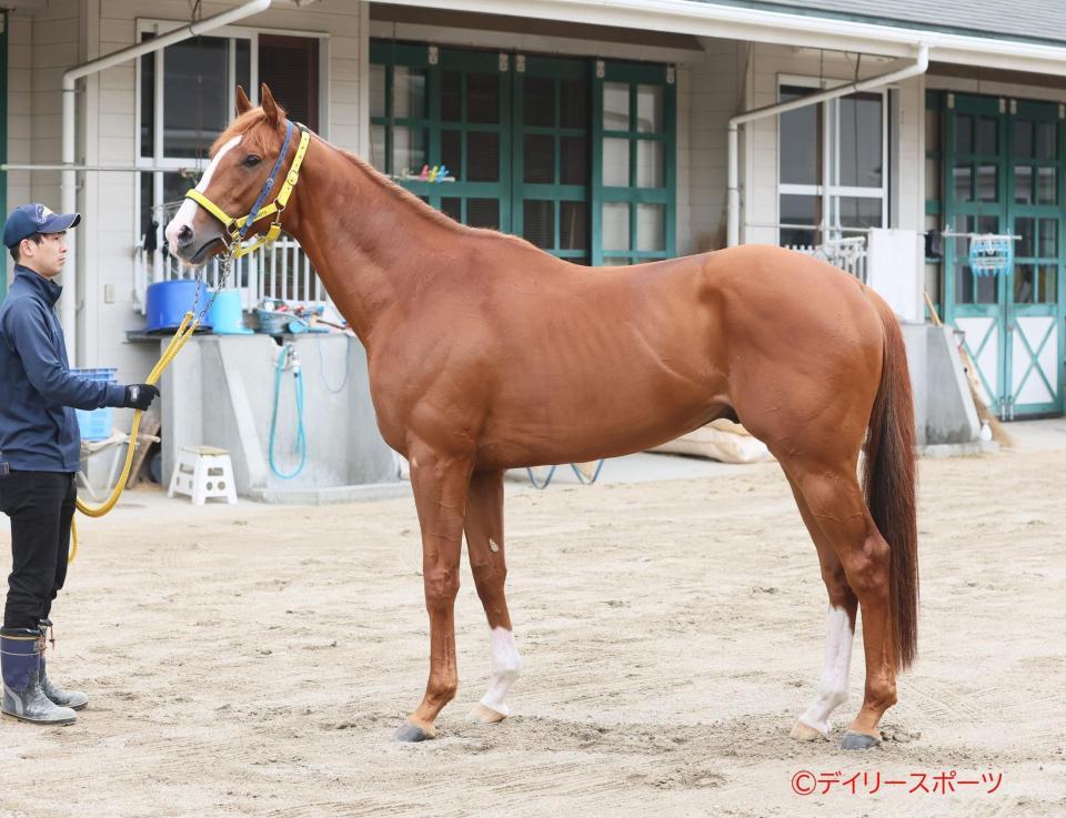 ボルドグフーシュ　評価Ａ