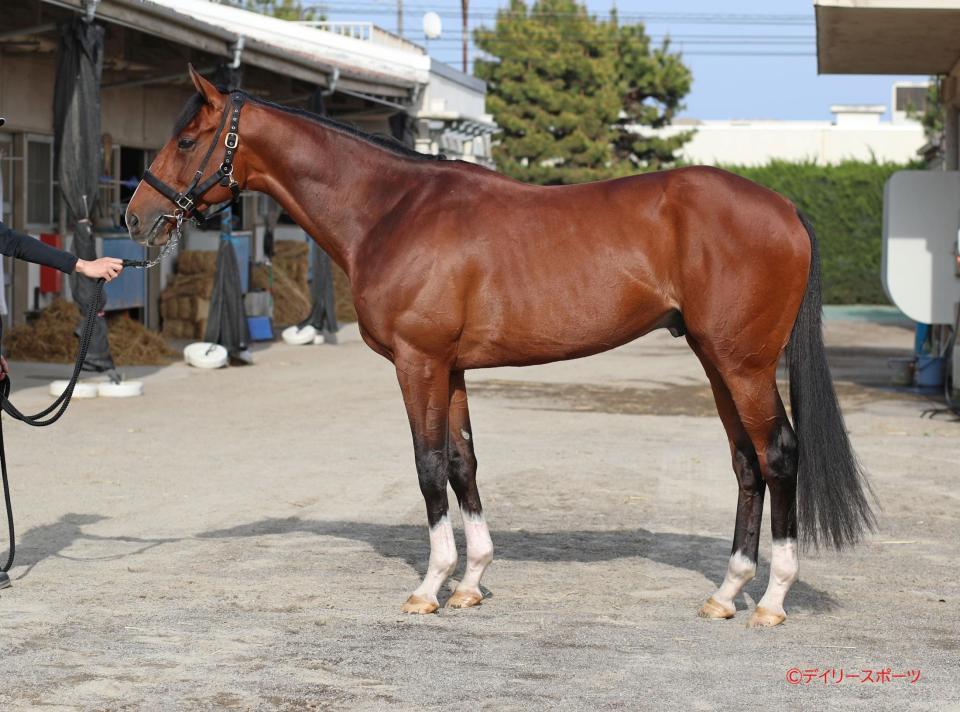 アスクビクターモア　評価Ａ