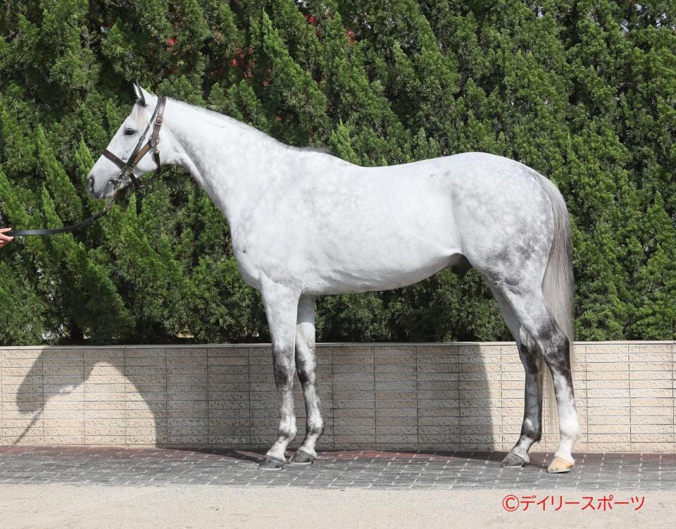 シルヴァーソニック　評価Ｂ