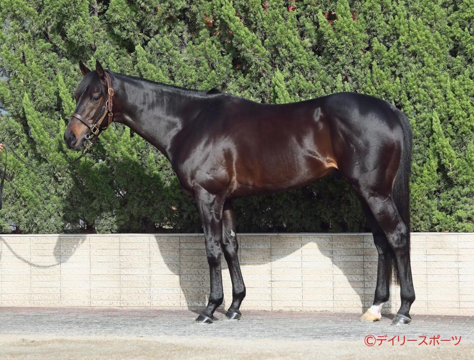 ディープモンスター　評価Ｂ