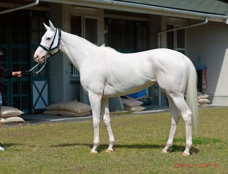 ソダシ　評価Ａ