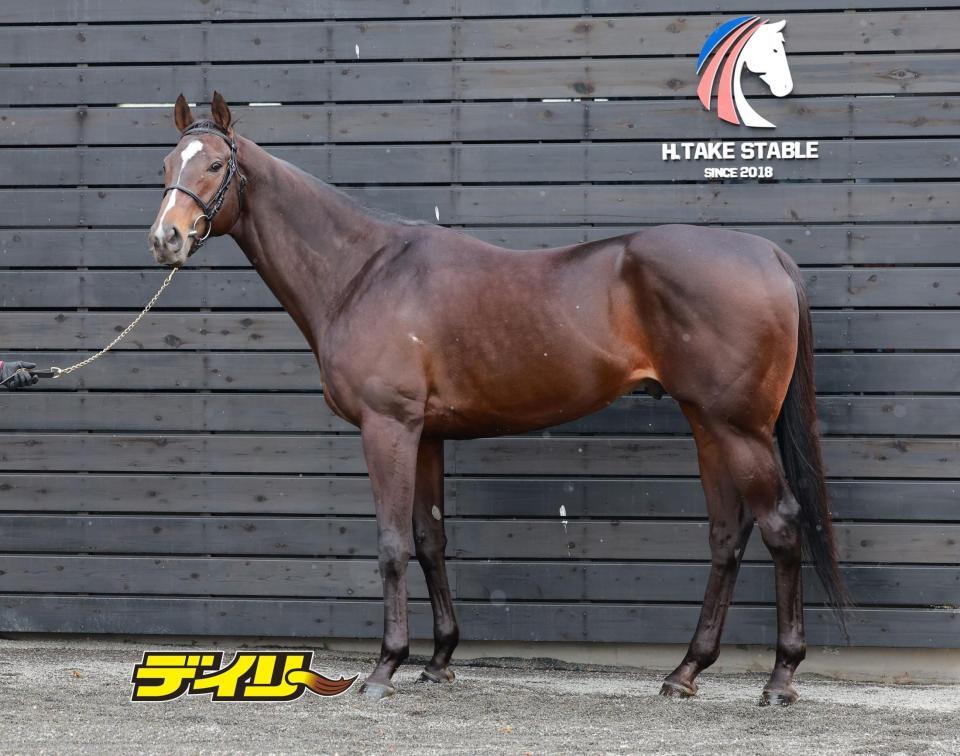 ペプチドナイル　評価Ｂ