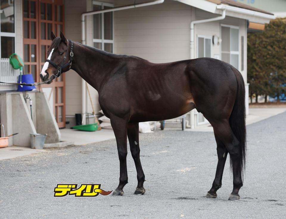 ドゥラエレーデ　評価Ｂ