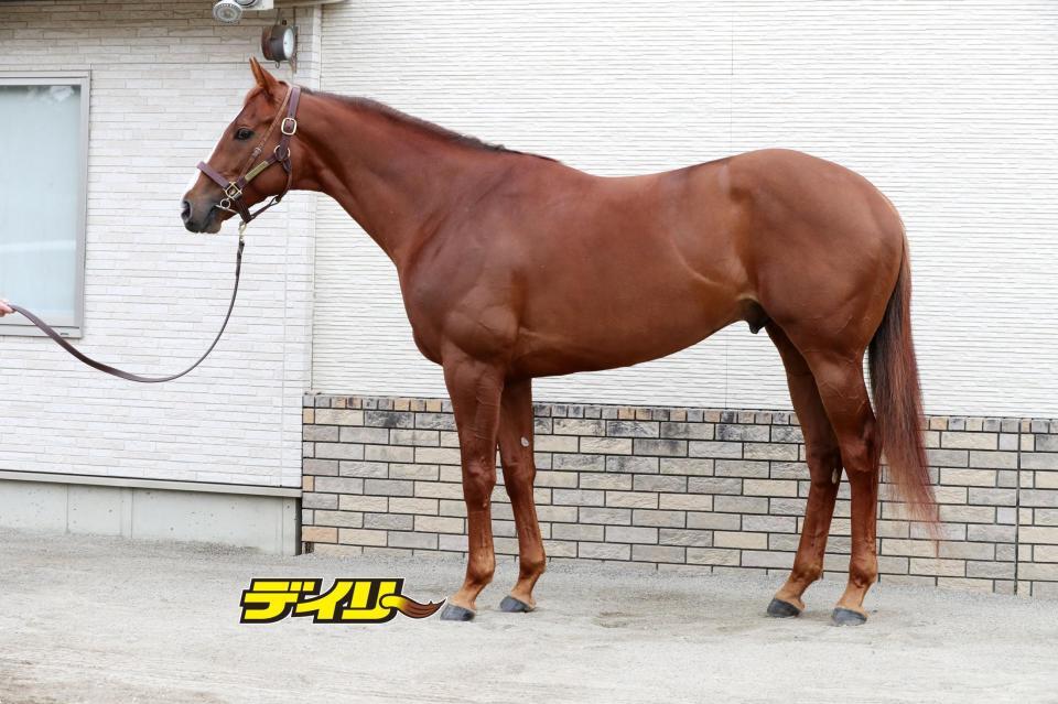 ミッキーファイト　評価Ｂ