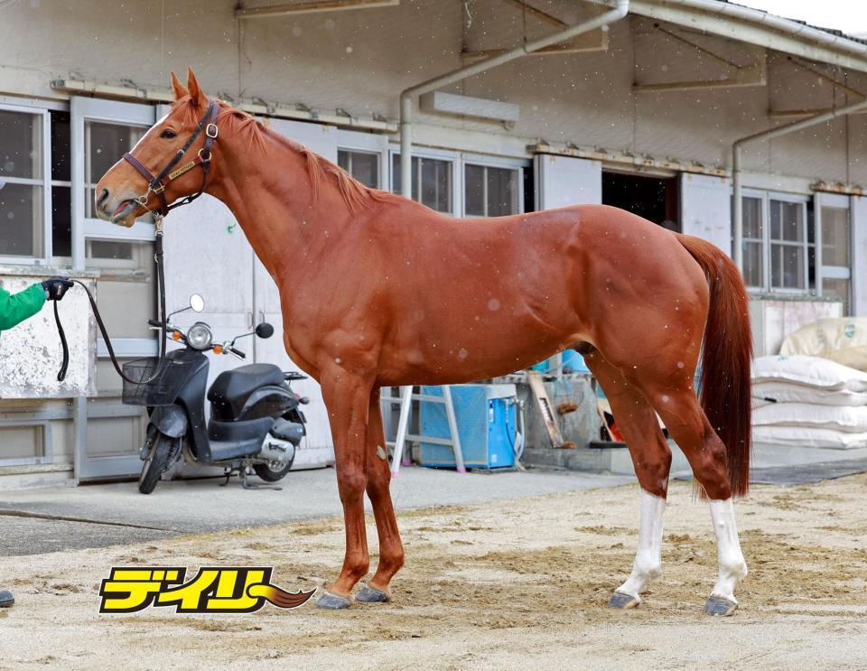 デルマソトガケ　評価Ｂ