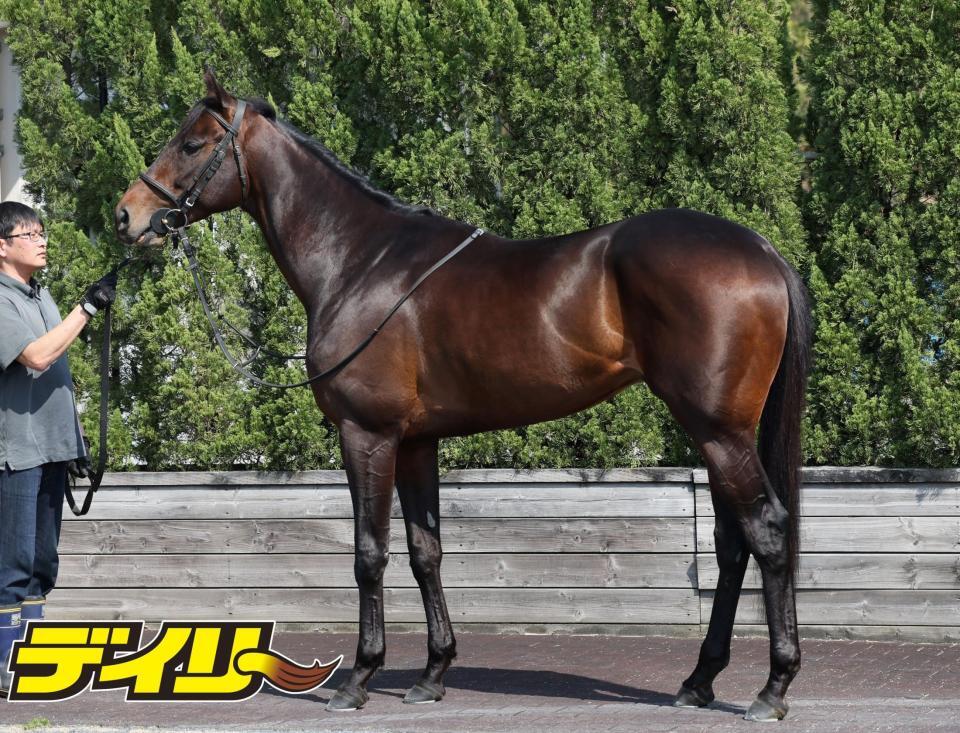 ロードデルレイ　評価Ｂ