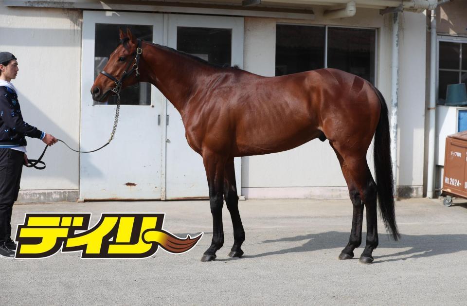 ホウオウビスケッツ　評価Ａ