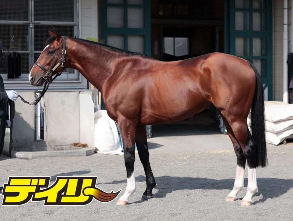 アルナシーム　評価Ｂ