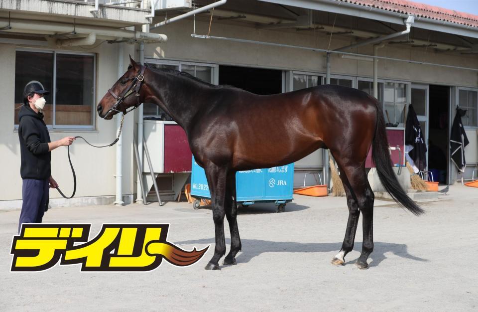 コスモキュランダ　評価Ｃ