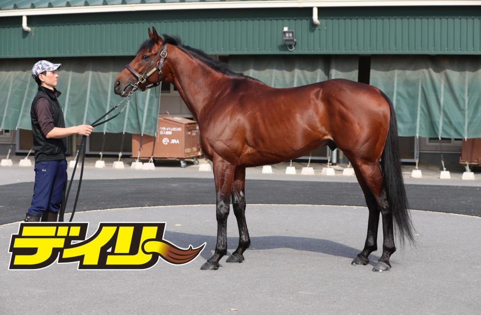 キングズパレス　評価Ｂ