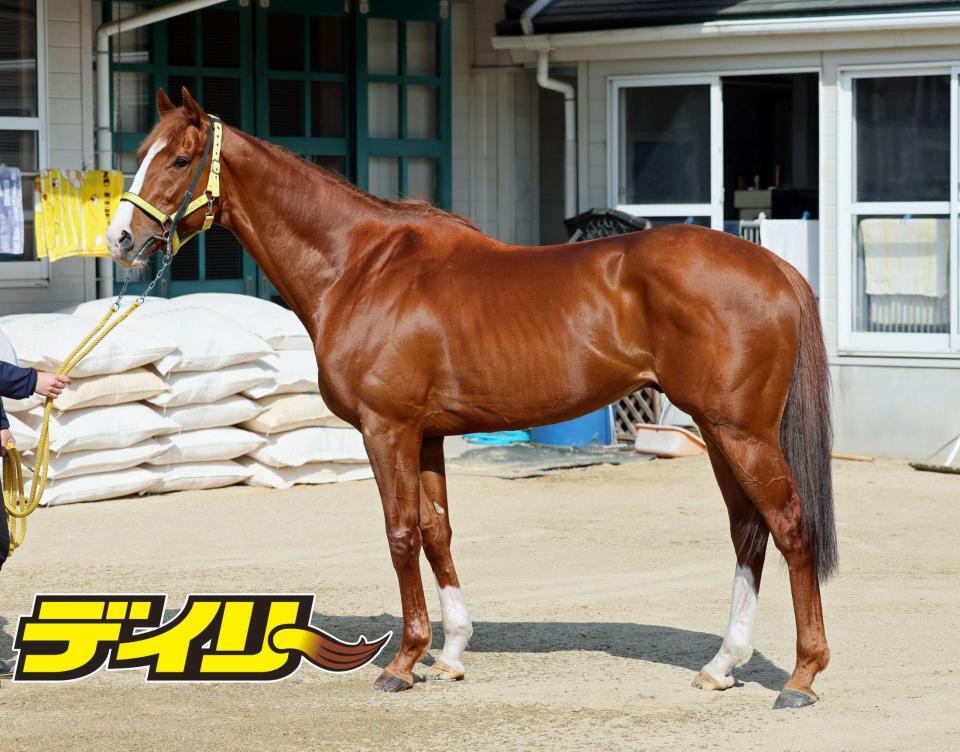 ボルドグフーシュ　評価Ｂ