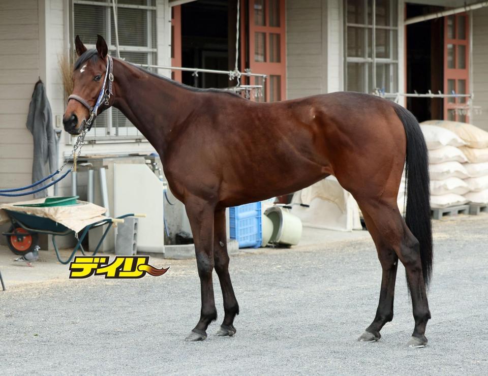 ウォーターガーベラ　評価Ｂ