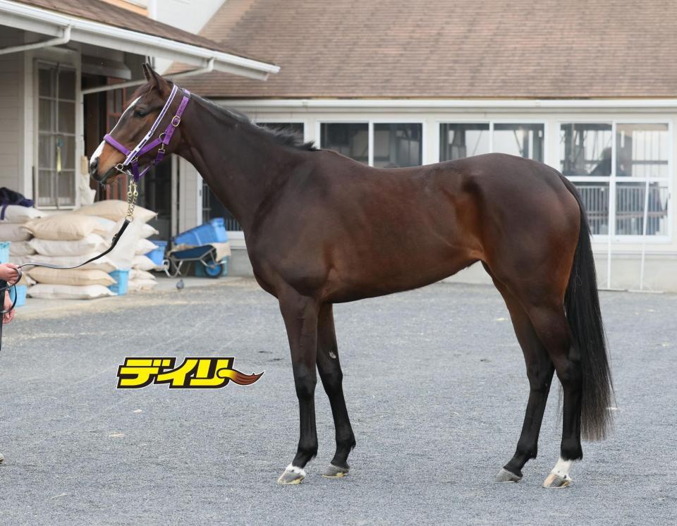 リンクスティップ　評価Ｂ