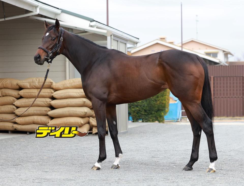 ショウナンザナドゥ　評価Ｂ