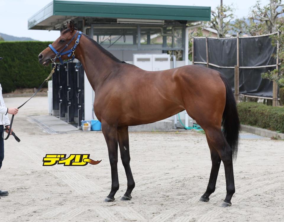 ブラウンラチェット　評価Ａ