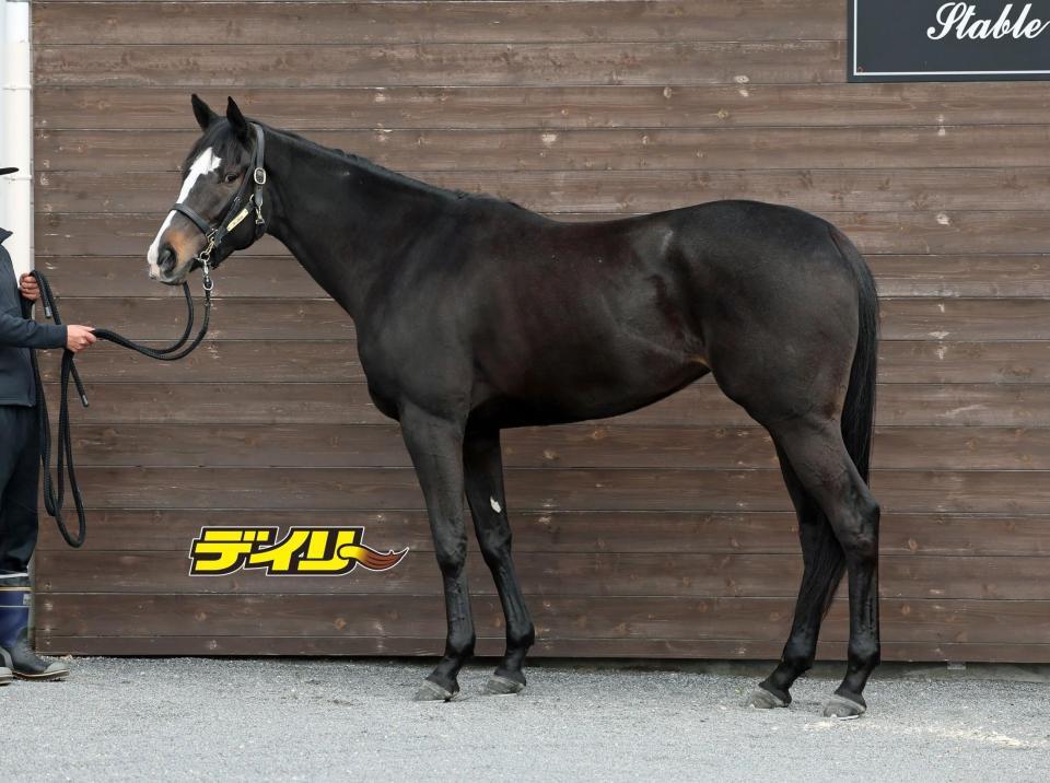 ヴーレヴー　評価Ｂ