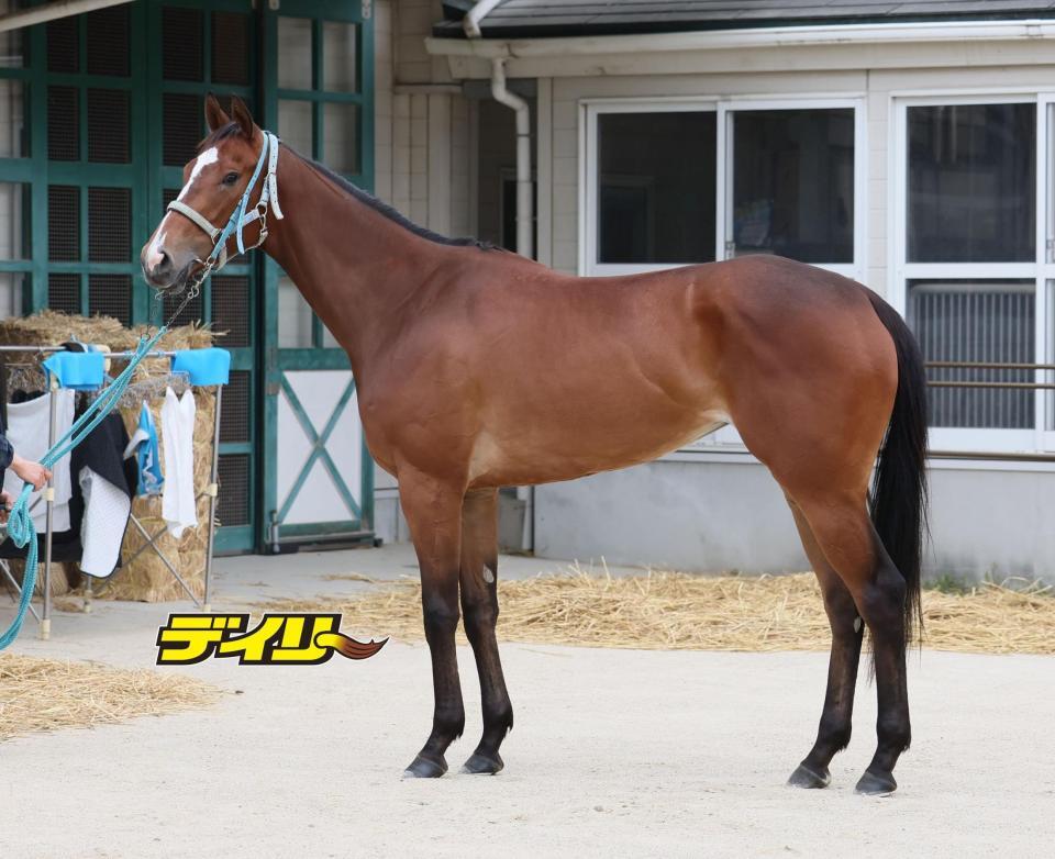 ダンツエラン　評価Ｃ