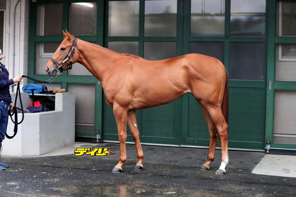 マピュース　評価Ｃ