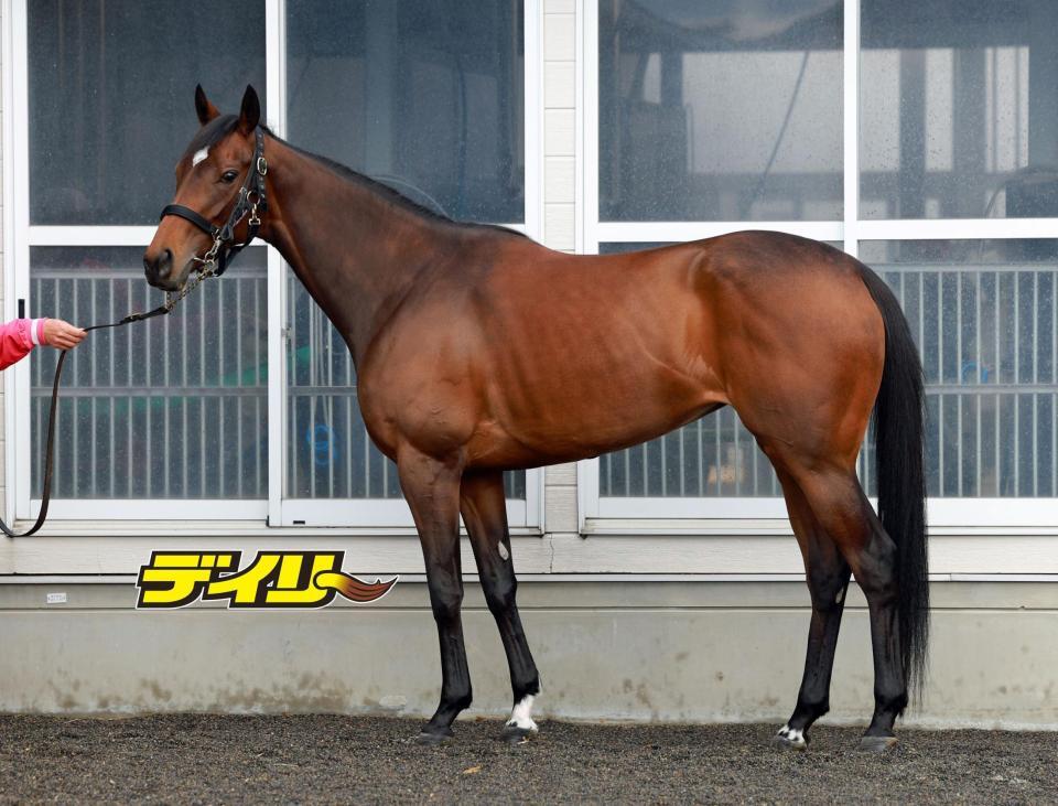 ビップデイジー　評価Ａ