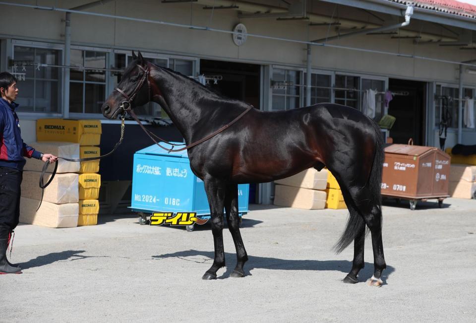 ヴィンセンシオ　評価Ｂ