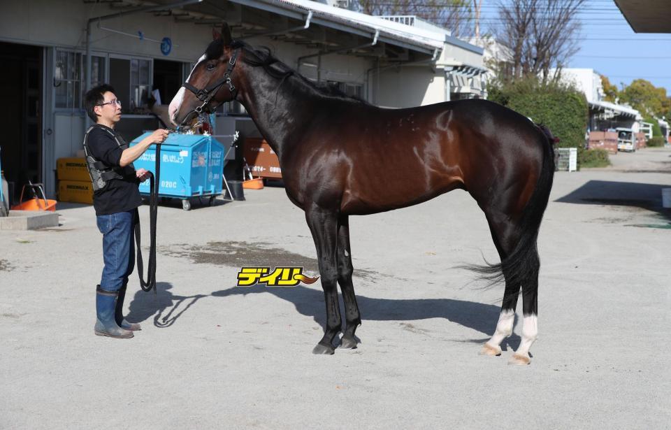 ニシノエージェント　評価Ｂ