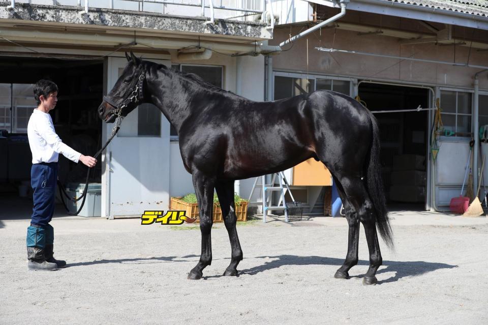 フクノブルーレイク　評価Ｃ