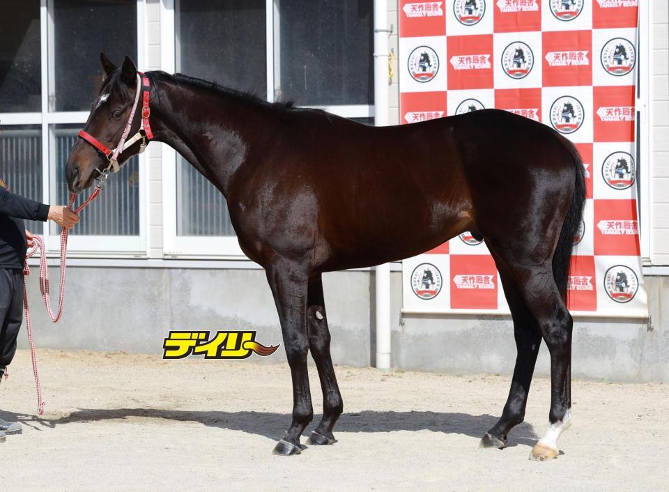 キングスコール　評価Ｃ