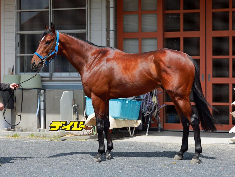 ファウストラーゼン　評価Ｂ